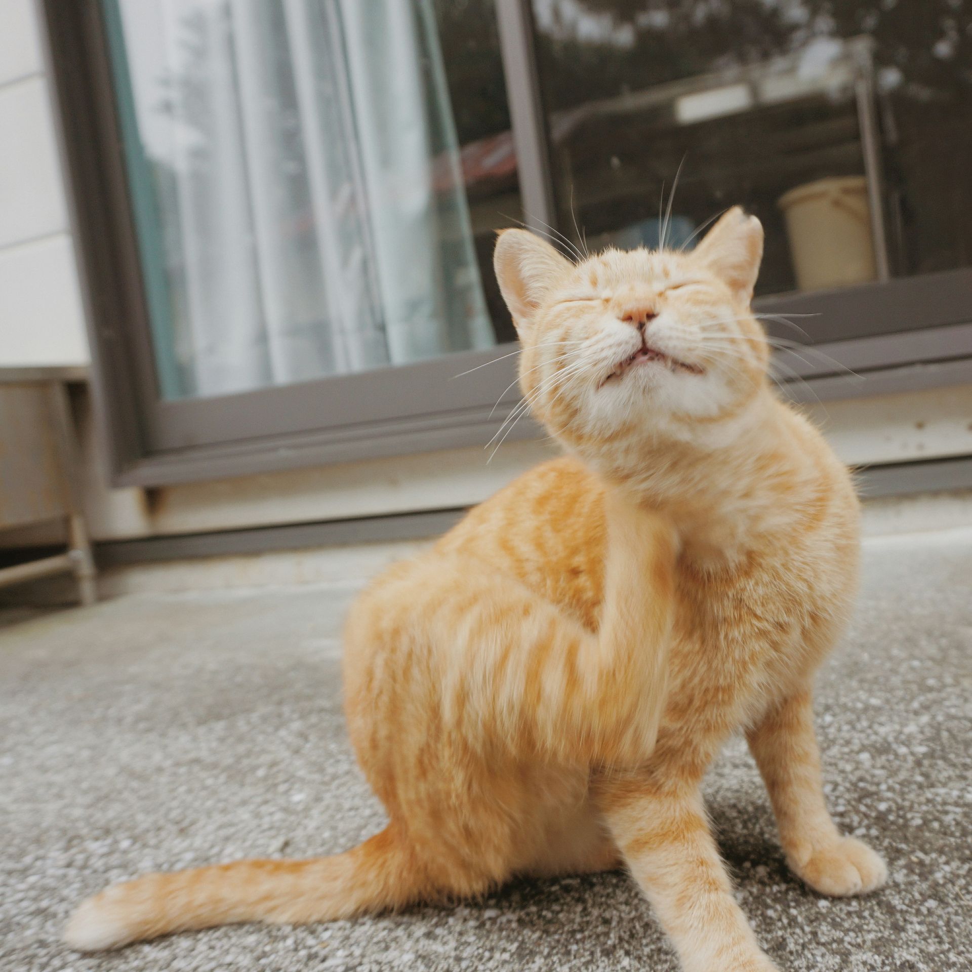 orange tabby cat