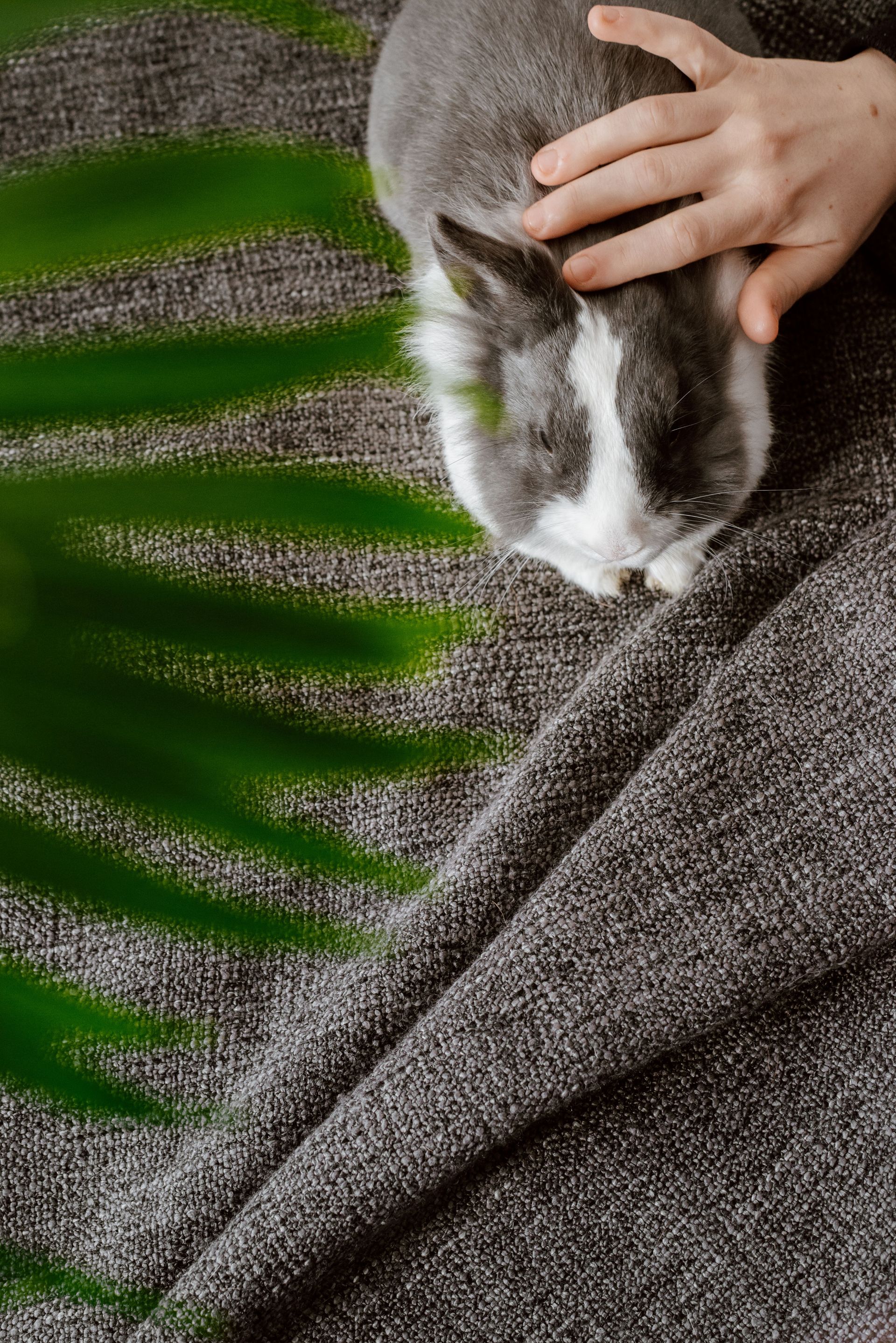 Close-up of a hand gently petting a cute gray and white rabbit on a textured fabric.