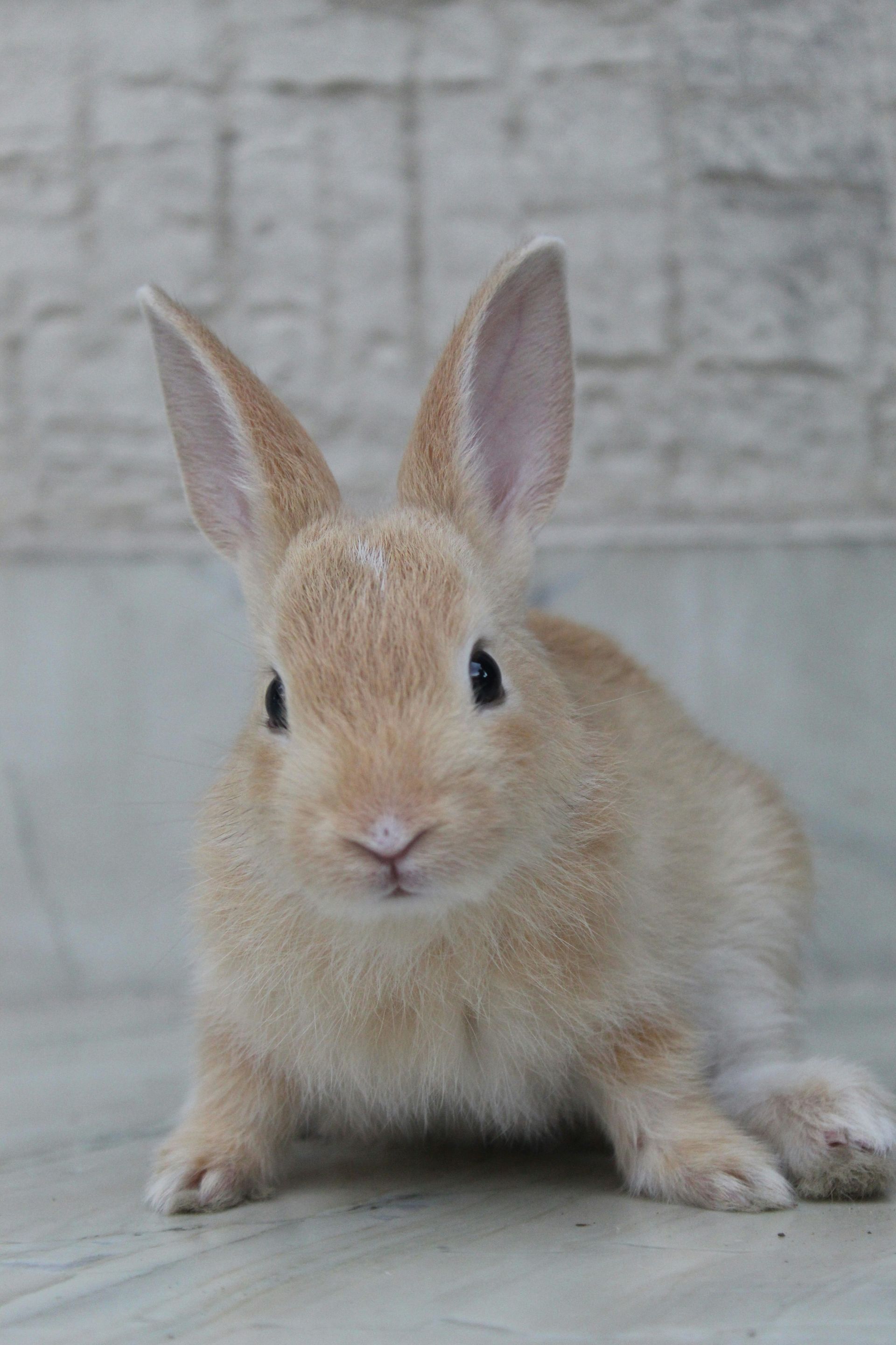 a small brown rabbit sitting on top of a wooden floor