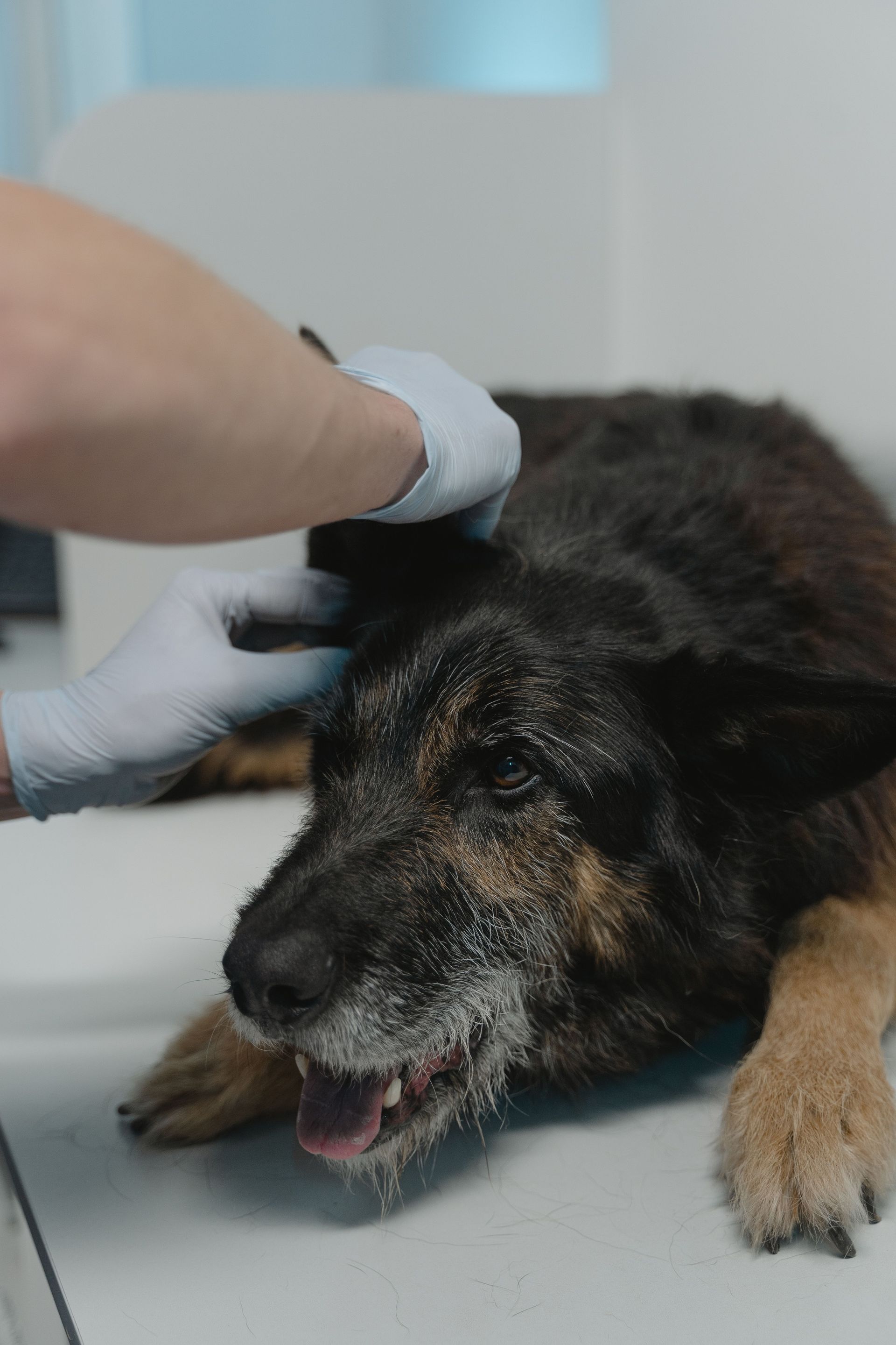 A vet examines an elderly German Shepherd during a routine checkup at a clinic.